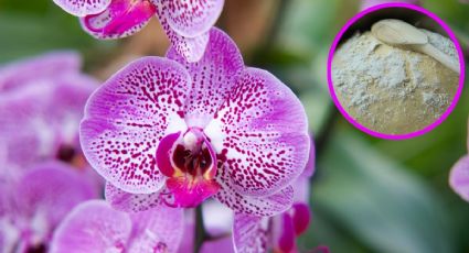 Haz que tus orquídeas florezcan con solo 1 polvo de cocina que ocupas para postres