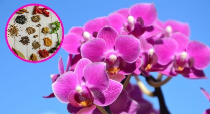 Conoce la especia que tus orquídeas necesitan y con la que multiplicarán sus flores