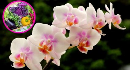 Haz que tus orquídeas se llenen de flores con la ayuda de solo 2 verduras