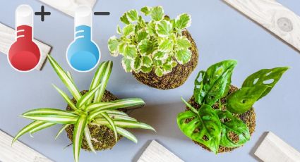 ¿Tienes mucho calor? Estas son las 3 plantas que te ayudarán a mantener fresca tu casa