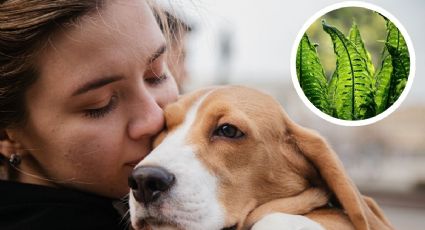 4 plantas caseras que SÍ son seguras para mascotas y niños