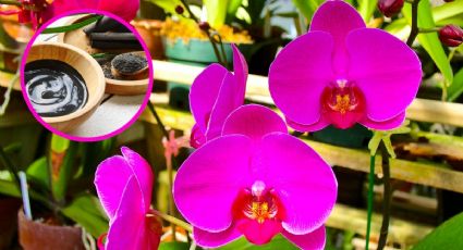 El poderoso ingrediente para hacer que tus orquídeas crezcan más fuertes y bellas