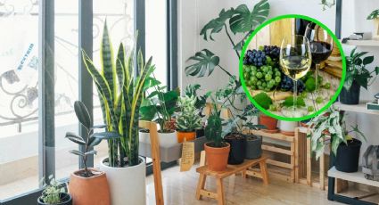 Revive tus plantas y flores con ayuda de 1 solo ingrediente reciclable y sin gastar dinero