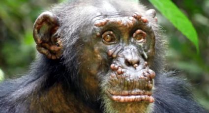 Diagnostican LEPRA en chimpancés salvajes por primera vez