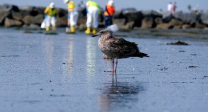 Derrame de petróleo en California no es desastre ambiental que se temía: expertos