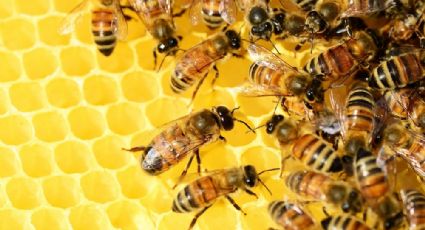 ¡Milagro! Miles de abejas sobreviven 50 días bajo cenizas del volcán de La Palma