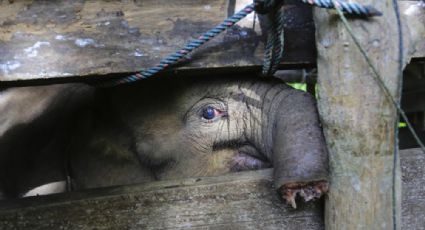 Elefante bebé MUERE tras perder la mitad de su trompa en trampa furtiva: FOTOS