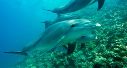 ¡Terrible! Al menos 10 delfines quedan atrapados en playas de México: VIDEO