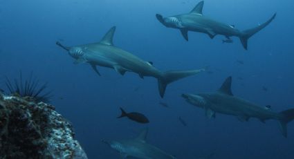 ¡Sorprendente! Encuentran a tiburones nadando dentro de un volcán: VIDEO