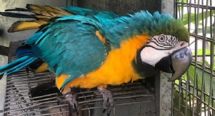 ¡Un guerrero! Guacamayo recibe innovador pico de titanio impreso en 3D