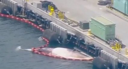 Mueren dos BALLENAS por culpa de un buque en puerto de San Diego: FOTO