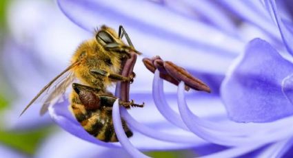 Día Mundial de las Abejas: ¿Qué tan importante son y cómo PROTEGERLAS?