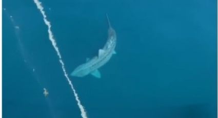 ¿Descubrieron un megalodón? Captan a tiburón GIGANTE en el mar del Atlántico: VIDEO VIRAL