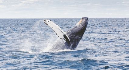 ¡Como en la película Pinocho! Ballena se comió a un pescador en Massachussetts