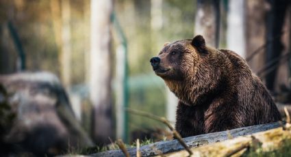 ¡Qué miedo! Oso ataca a campistas dormidos en bosque de Alaska