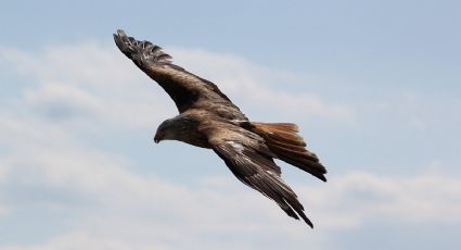 Las aves en EU están quedando ciegas a causa de una extraña enfermedad