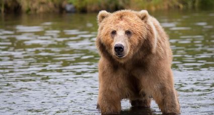 Hombre DISPARA contra un OSO que entró a su casa; autoridades lo tuvieron que SACRIFICAR