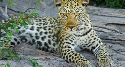 Niña de 5 años muere al ser mutilada por un LEOPARDO en la fiesta de cumpleaños de su hermano