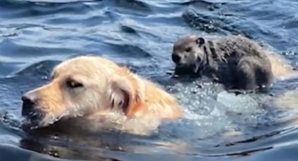 ¡Ternurita! Marmota se apoya en el lomo de un perro para cruzar un lago: VIDEO VIRAL