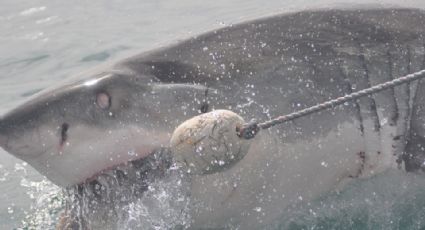 Tiburón ATACA a paracaidista y pierde el pie (VIDEO)