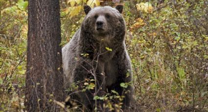 ¡ATERRADOR! Oso grizzly saca a MUJER de su tienda de campaña; la ATACÓ y la MATÓ