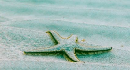 Miles de mejillones, estrellas de mar y caracoles quedan COCIDOS por ola de calor en playa de Canadá