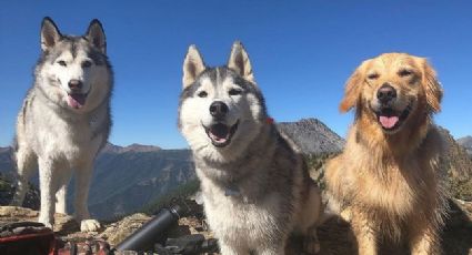 ¡Ternurita! Perros cantan junto a su dueño: VIDEO VIRAL