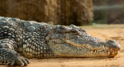 Cocodrilo de más de 4 metros SORPRENDE a turistas en campo de golf en Cancún: VIDEO