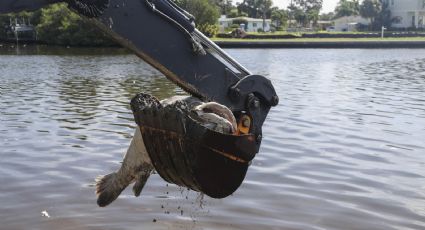 ¿Agua de Florida es TÓXICA? Toneladas de peces llegan muertos a Miami, esto sería la causa