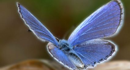 Humanos EXTINGUEN a Mariposa Xerces, el primer insecto en desaparecer en Estados Unidos