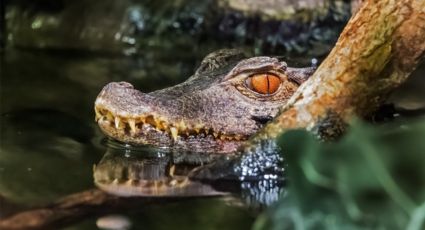 ¡De terror! Cocodrilo ataca a joven en playa de México; cazó y arrastró a su víctima al mar