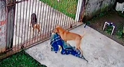 ¡Ternurita! Captan momento en que un perrito dona una manta a un perro callejero: VIDEO VIRAL