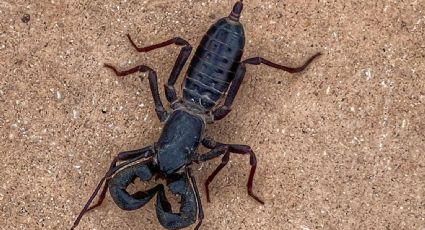 Parque Nacional en Texas ALERTA por la presencia de ESCORPIÓN látigo que lanza ácido desde su cola