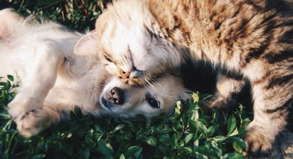 Juez NIEGA solicitud para buscar  PERRITOS y GATOS en restos del edificio demolido en Miami