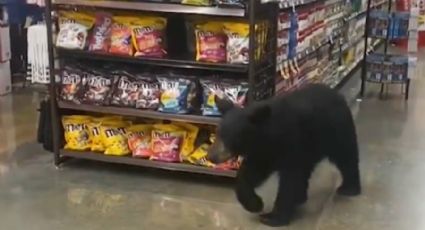 ¡De miedo! Famosa actriz de Hollywood capta a un OSO paseando en un supermercado de L.A: VIDEO VIRAL