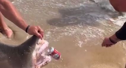 ¡Indignante! Pescadores usan dientes de TIBURÓN para abrir una cerveza: VIDEO VIRAL