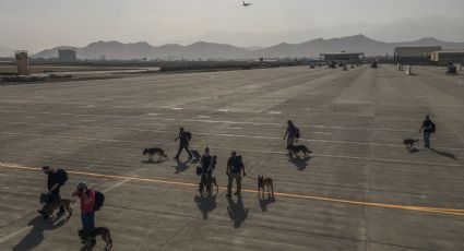 Estados Unidos evacúa a perritos militares del aeropuerto de Kabul