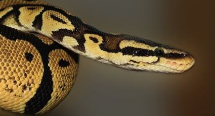 Serpiente de TRES metros sorprende en supermercado australiano (VIDEO)