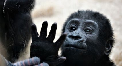 ¡Increible! Simios se dan la mano para saludar y despedirse como los humanos; aquí las pruebas