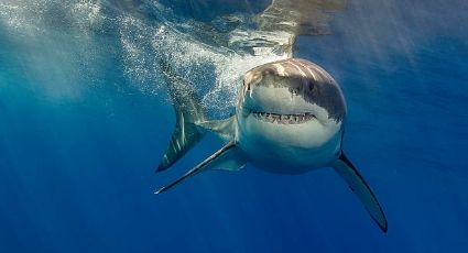 Tiburón ataca a un surfista en playas de Florida: VIDEO VIRAL