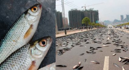 ¡De miedo! LLUEVEN peces del CIELO en una ciudad de Texas; este raro fenómeno lo explica: VIDEO