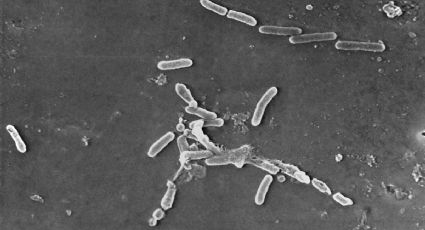 Bacterias resistentes a antibióticos causaron más de 1,2 millones de muertes