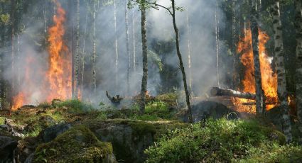 Nuevo incendio forestal en California provoca cierre de carreteras