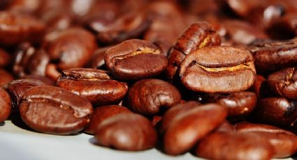 ¿Café va a desaparecer? Este grano está en RIESGO ante el cambio climático