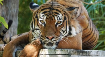 ¡Terrible! Tigre arranca la mano de una cuidadora en zoológico de Japón