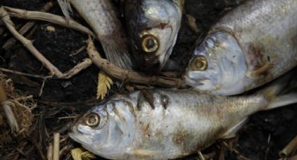 El hallazgo de peces muertos en playas de Miami que muestra un desastre ecológico