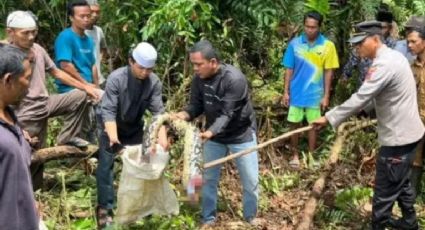 Encuentran cuerpo de mujer desparecida dentro de enorme pitón | VIDEO (IMÁGENES FUERTES)