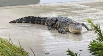 Por inundaciones del huracán Ian hay cocodrilos y tiburones nadando en las calles VIDEO