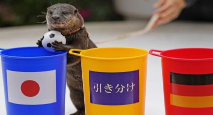 Conoce a Taiyo, la adorable nutria que predijo la victoria de Japón vs Alemania en Qatar 2022