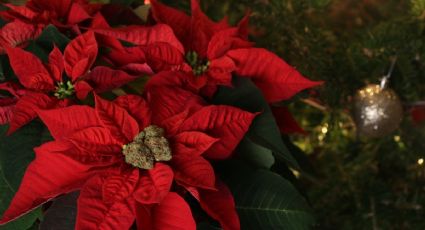 ¿Cómo revivir tu Nochebuena en maceta? Tips para recuperar tu flor de Pascua marchita